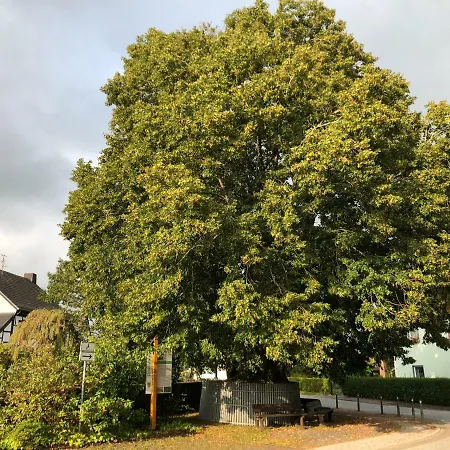 Heckenstuebchen * Simmerath